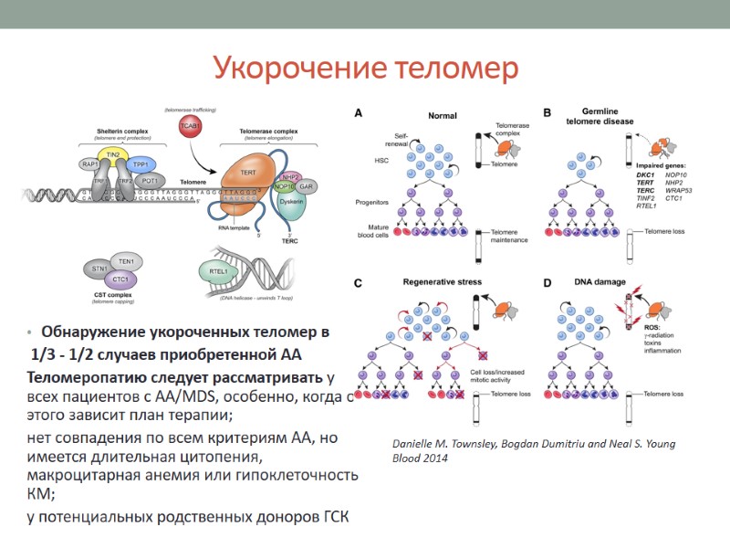 Укорочение теломер Обнаружение укороченных теломер в   1/3 - 1/2 случаев приобретенной АА